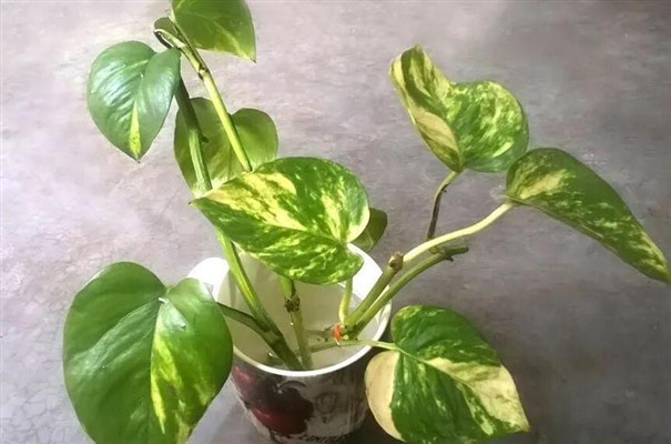 QQ截圖20220802201702